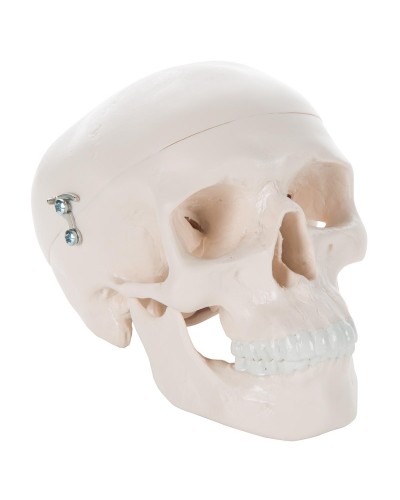 Mini Human Skull Model, 3 part - skullcap, base of skull, mandible